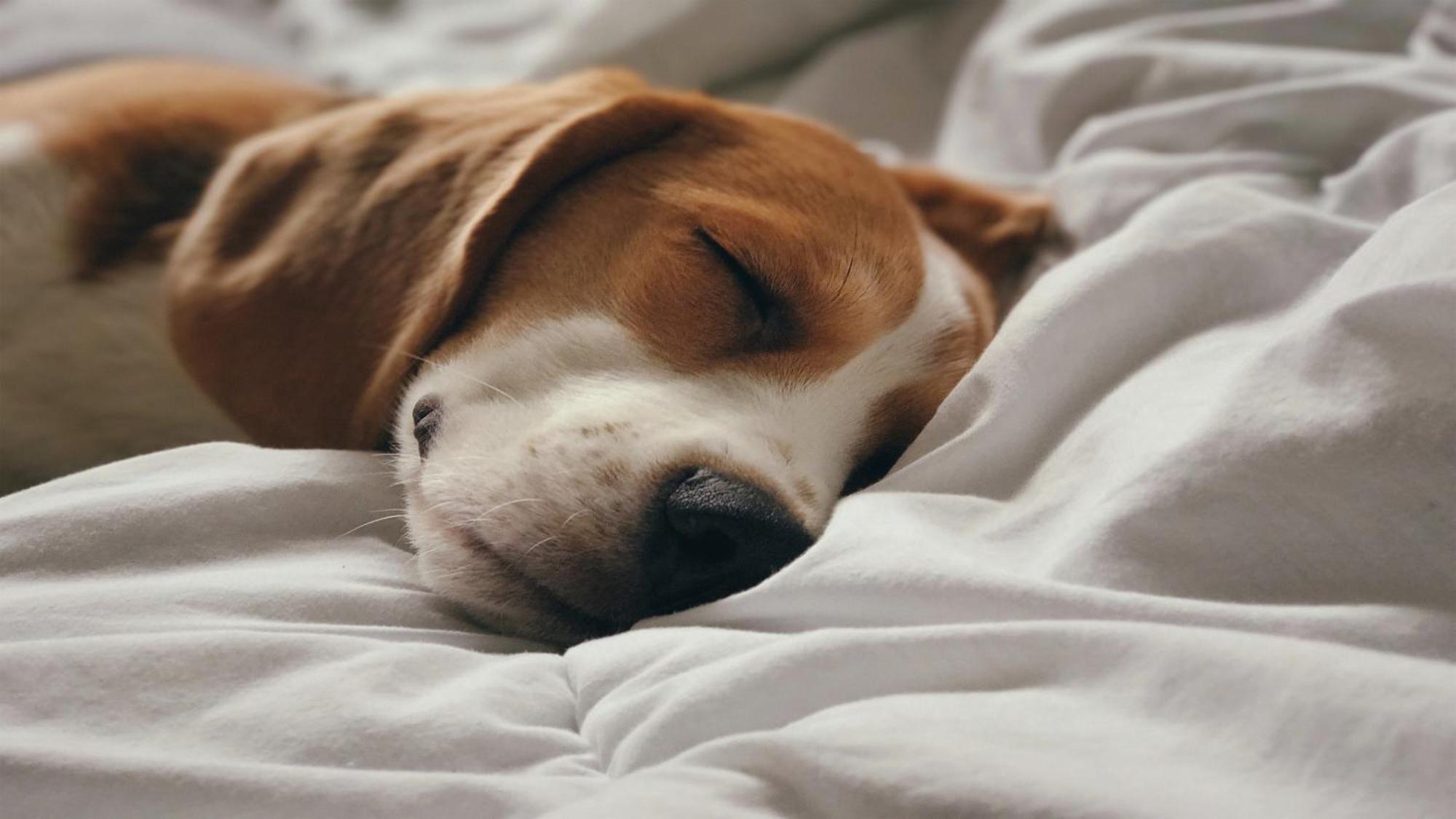 Holiday Inn Santo Domingo By Ihg Luaran gambar A dog sleeping